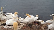 Basstölpel-Nester auf Helgoland. © NDR 