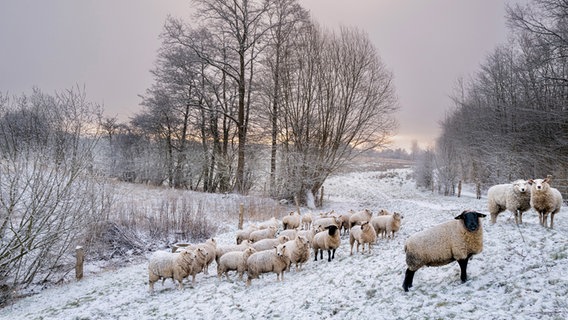 Schafe an der Füsinger Au im Schnee © Dirk Andresen Foto: Dirk Andresen