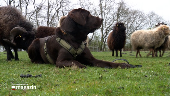 Ein Hund liegt auf einer Wiese umgeben von Schafen. © NDR 