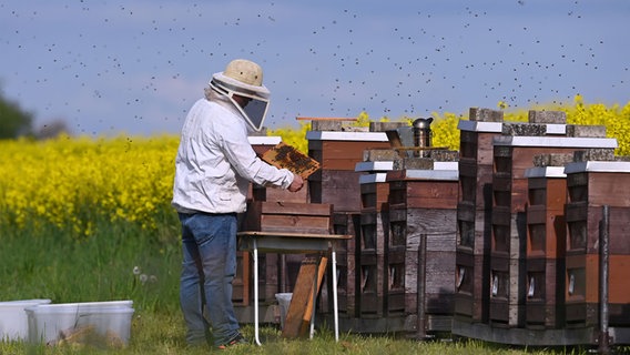 Ein Imker sammelt Honig von Bienen. © picture alliance / Pressebildagentur ULMER | ULMER 