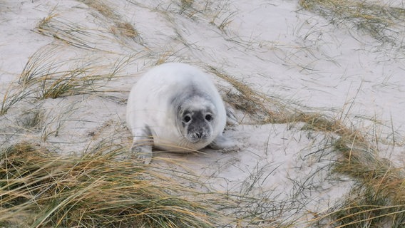 Ein Kegelrobben-Jungtier liegt auf einer Sanddüne auf Helgoland. © NDR Foto: Janina Harder