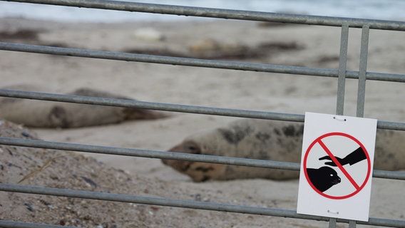 "Nicht anfassen"- Schild am Metallzaun der Kegelrobben auf Helgoland © NDR Foto: Laura Albus