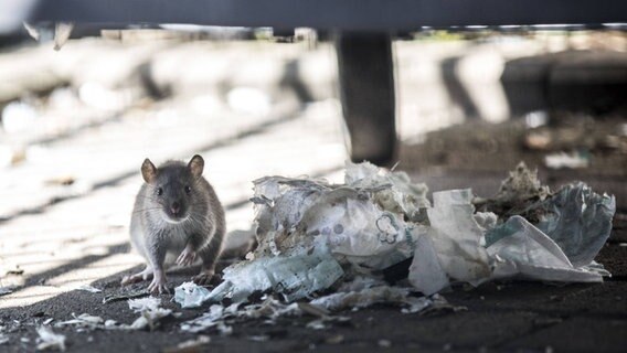 Eine Ratte sitzt unter einer Mülltonne zwischen Müll. © Imago Images / Michael Schick Foto: Michael Schick