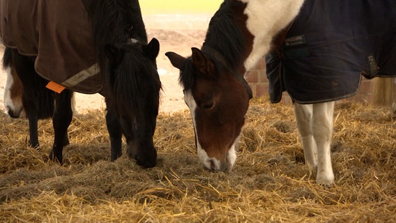 Zwei Pferde stehen in einem Stall und fressen Heu. © NDR Foto: Screenshots