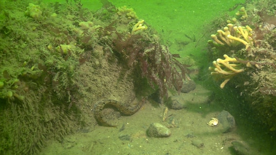 Eine Seeschlange versteckt sich zwischen zwei Korallenriffen auf dem Meeresboden. © NDR Foto: Uli Baron