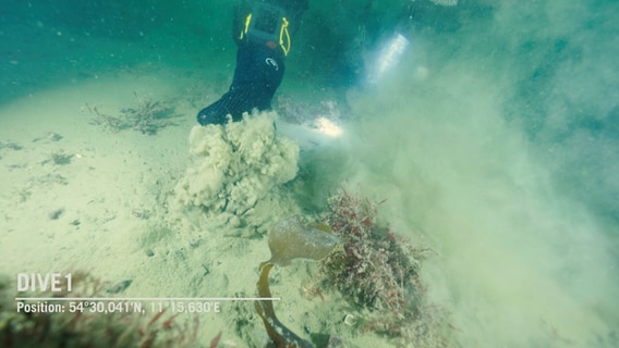 Ein Taucher zeigt Sediment auf den Riffen. © NDR Foto: NDR
