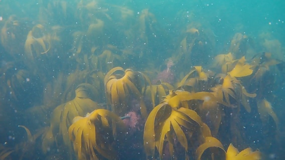 Im trüben Wasser sind Braunalgen am Meeresboden zu erkennen © NDR Foto: Screenshots