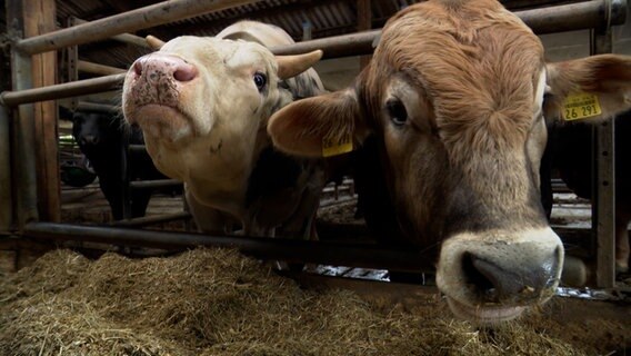Zwei Rinder blicken in die Kamera. © NDR 