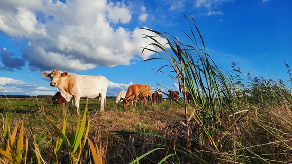 Mehrere Kühe stehen in der Herbstsonne auf einer Weide © Eike Hansen Foto: Eike Hansen