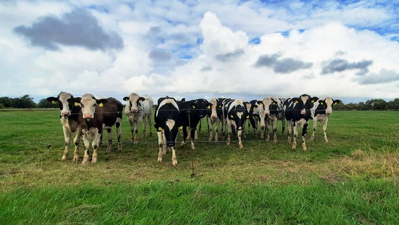 Eine Herde Kühe steht auf einer Weide und schaut Richtung Kamera © Lena Kossmann Foto: Lena Kossmann