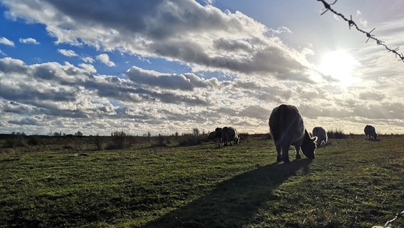 Schafe stehen auf einer Weide, Sonnenstrahlen brechen durch die Wolkendecke. © Annette Schlichter-Schenck Foto: Annette Schlichter-Schenck