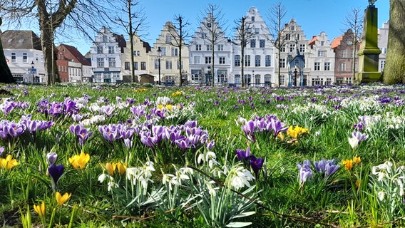 Krokuswiese am Marktplatz von Friedrichstadt. © Alfred Zastrow Foto: Alfred Zastrow