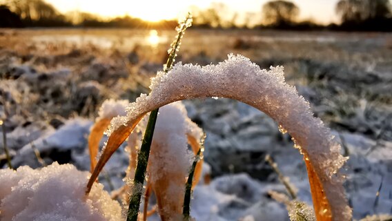EIn Grashalm bedeckt mit Schnee und Eis, die Sonne geht auf. © Sfefanie Rocek Foto: Sfefanie Rocek