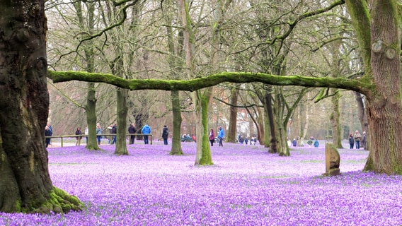 Etliche Krokosblüten in Husum blühen lila. © Delia Hemprich-Eickmann Foto: Delia Hemprich-Eickmann