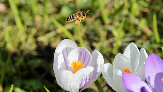 Biene fliegt über Krokos auf Wiese in Barsbek. © Michaela Brandt Foto: Michaela Brandt