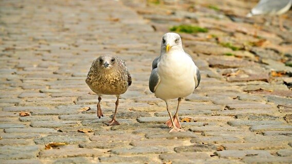 Zwei Möwen sind nebeneinander auf einem Kopfsteinpflasterweg unterwegs. © Frank Märtens Foto: Frank Märtens