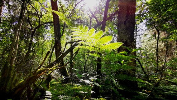 Sonnenstrahlen, die durch das Dickicht des Waldes scheinen. © Stefanie Rocek Foto: Stefanie Rocek