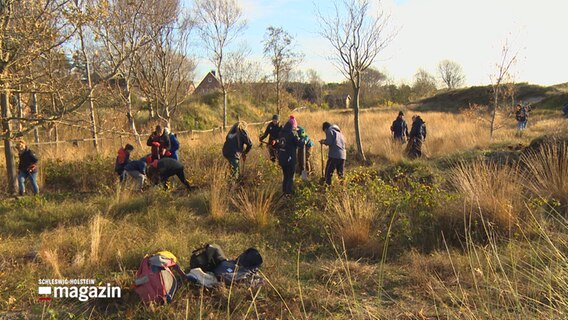 Eine Gruppe von Menschen erntfernt Traubenkirsch-Bäumchen. © NDR 