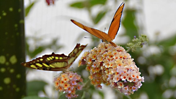 Zwei Schmetterlinge sitzen auf Blüten im Botanischen Garten in Kiel. © NDR Foto: Iris Guhl