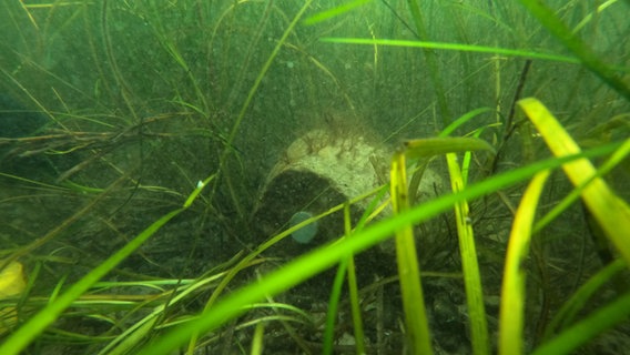 Unter Wasser liegt ein Messgerät auf dem Meeresgrund. © NDR Foto: Jörn Zahlmann