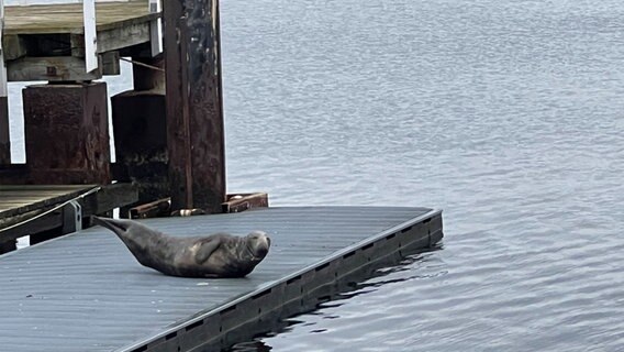Ein Seehund liegt auf einem Steg in Kiel. © NDR Foto: Samir Chawkie