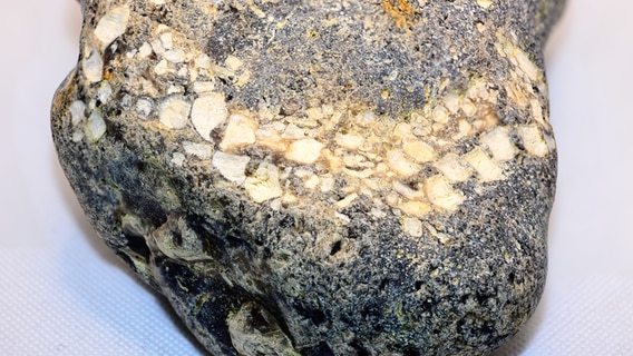 Ein Seestern-Fossil aus Stakendorf. © Thomas Freiberg Foto: Thomas Freiberg