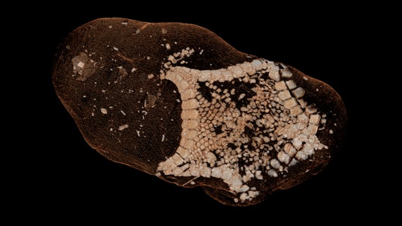 Röntgenaufnahme eines Seestern-Fossils. Röntgenaufnahme eines Seestern-Fossils. © Thomas Freiberg