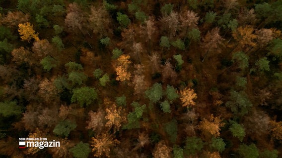 Eine Luftaufnahme eines Waldes. © NDR Foto: NDR Screenshot