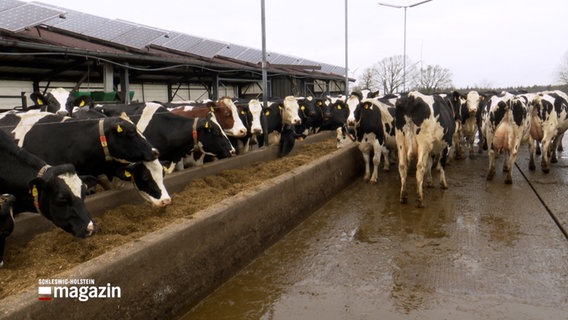 Mehrere Kühe stehen vor einem Stall an einer Futterstelle. © NDR Foto: NDR Screenshot