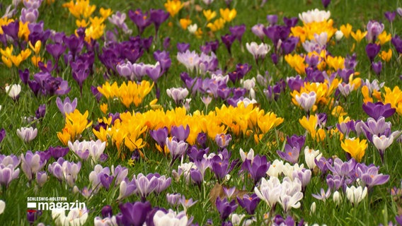 Mehrere Blumen stehen zum meteorologischen Frühlingsanfang auf einer Wiese © NDR Foto: NDR Screenshot