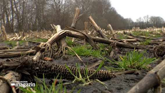 Eine Brachfläche eines Feldes mit vertrockneten Maispflanzen © NDR Foto: NDR Screenshot