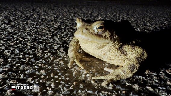 Eine Erdkröte sitzt in der Nacht auf einer Straße © NDR Foto: NDR Screenshot