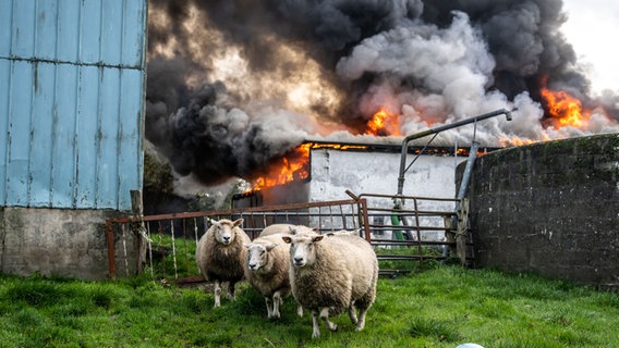 Drei Schafe laufen vor einer brennenden Scheune in Sieverstedt. © Benjamin Nolte Foto: Benjamin Nolte