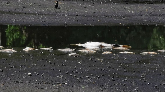 Tote Fische in Ammersbek. © NDR Foto: Pia Klaus