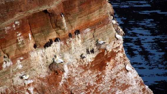 Etwas 200 Tote Lummen Küken wurden auf Helgoland entdeckt. Sie verendeten vermutlich an H5N1. © NDR Foto: Paul Wessels