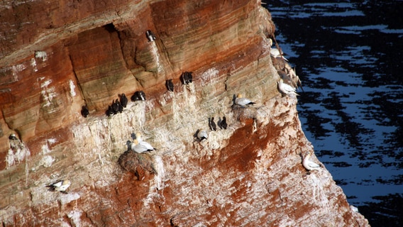 Etwas 200 Tote Lummen Küken wurden auf Helgoland entdeckt. Sie verendeten vermutlich an H5N1. © NDR Foto: Paul Wessels