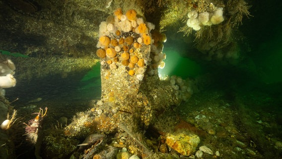 Helgoland: Eine Schraube des 1919 vor Helgoland gesunkenen U-Boots «UC 71» liegt auf dem Meeresgrund. © Dr. Florian Huber/dpa Foto: Dr. Florian Huber