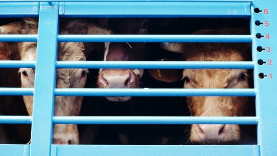 Drei Rinder schauen aus einem Viehtransporter © imago/Christopher Rennie Foto: Christopher Rennie