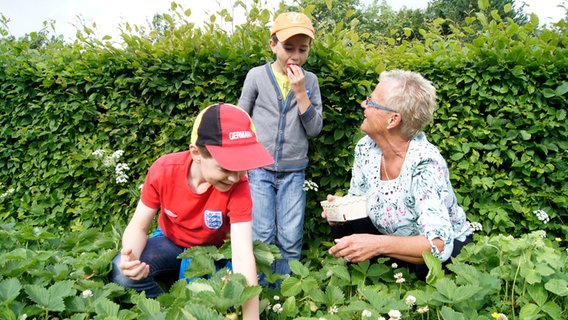 Oma Christine Jordan pflückt mit Emilio und Tamino Erdbeeren. © NDR Foto: Astrid Wulf