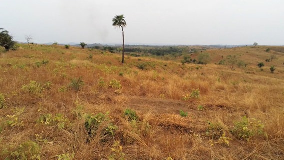 Eine Luftbildaufnahme über Sierra Leone. Eine vertrocknete Ebene, ein einziger Baum im Hintergrund. © Screenshot 