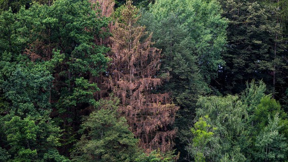 Sommerliche Trockenheit hinterläßt Spuren in Form von Dürreschäden in den Wäldern. © picture alliance Foto:  Rudolf Brandstätter / picturedesk.com