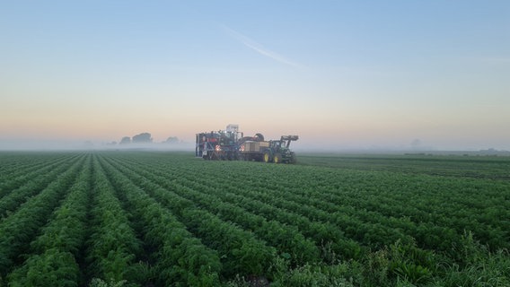 Ein Feld für Gemüse-Anbau des Bio-Unternehmens Westhof © Westhof 