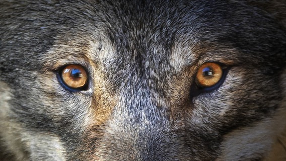 Augenpartie von einem Wolf. © picture alliance/KEYSTONE Foto: Michael Buholzer