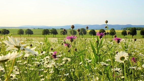 Ein Blick auf eine Blumenwiese im Hintergrund ist der Brocken zu sehen. © NDR Foto: Lothar Biener