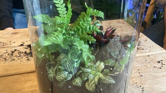 Farn, Zwergpfeffer, Kletterfeige und  Mosaikpflanze in einem Glas © NDR Foto: NDR