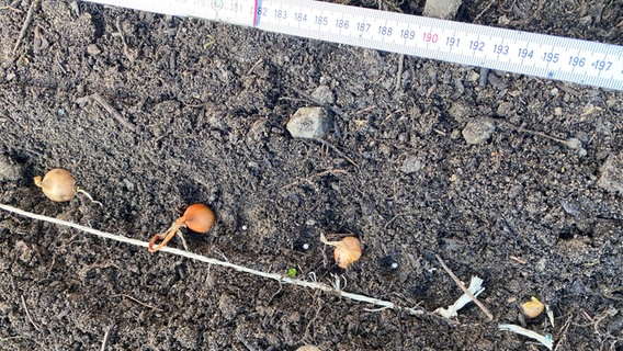 Zwiebel-Stecklinge und Möhren-Samen in einem Beet © NDR Foto: Jessica Schantin
