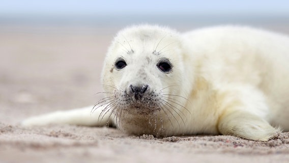 Kegelrobbenbaby am Strand © Fotolia.com Foto: Jenny Sturm