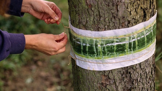 Leimring an einem Baumstamm zur Schädlingsbekämpfung © imago Foto: Redeleit