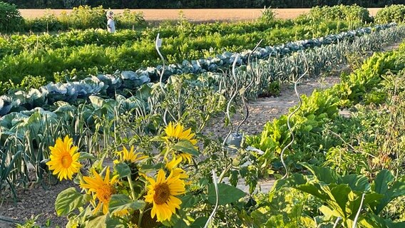 Eine Parzelle auf einem Acker mit Gemüse und Blumen © NDR Foto: Tina Redecker