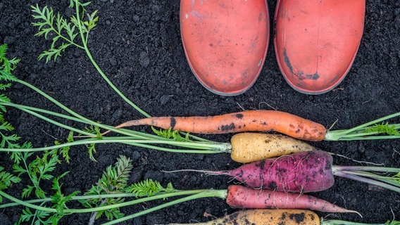 Gummistiefel in einem Beet, davor liegen Karotten. © istock Foto: istock